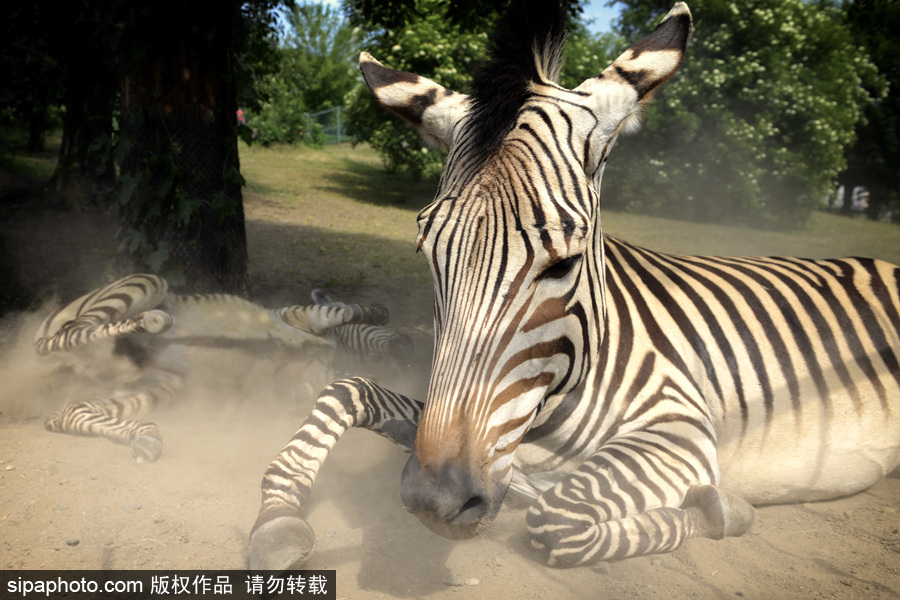 捷克：好兇猛的“撒嬌” 斑馬土里打滾呆萌憨傻