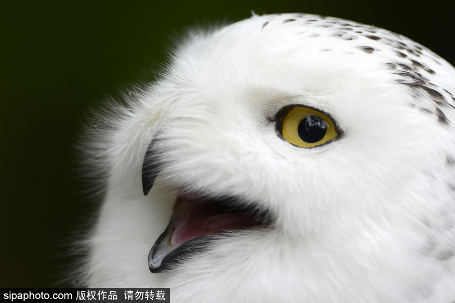 天生愛笑 捷克動物園里的雪鸮“笑瞇瞇”呆萌可愛