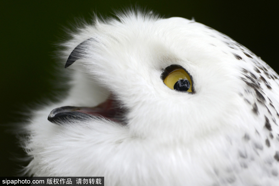 天生愛笑 捷克動物園里的雪鸮“笑瞇瞇”呆萌可愛