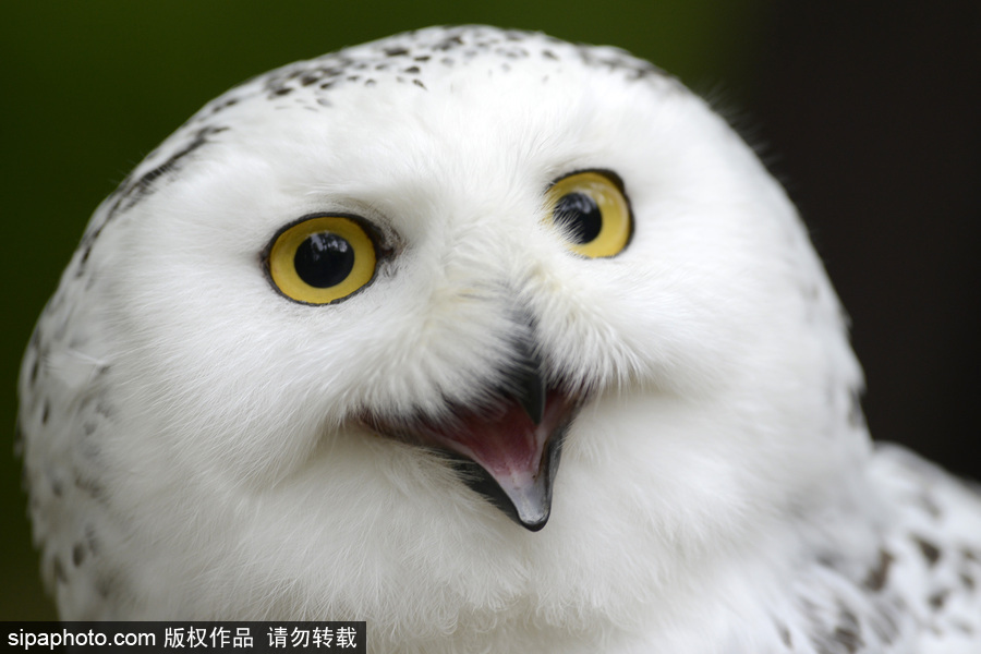 天生愛笑 捷克動物園里的雪鸮“笑瞇瞇”呆萌可愛