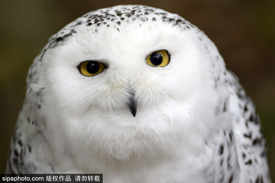 天生愛笑 捷克動物園里的雪鸮“笑瞇瞇”呆萌可愛