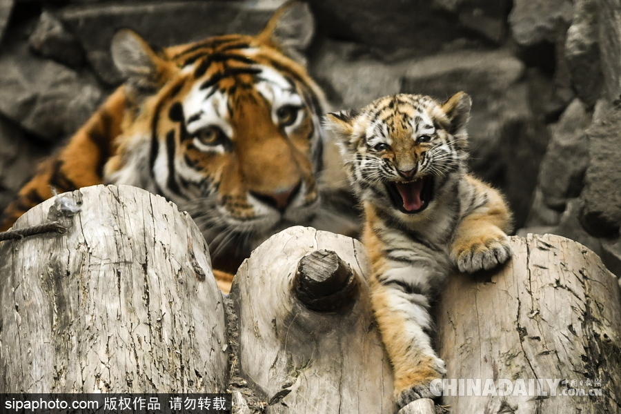 俄羅斯動(dòng)物園里的西伯利亞虎幼崽 小家伙虎頭虎腦超呆萌