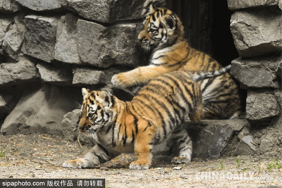 俄羅斯動(dòng)物園里的西伯利亞虎幼崽 小家伙虎頭虎腦超呆萌