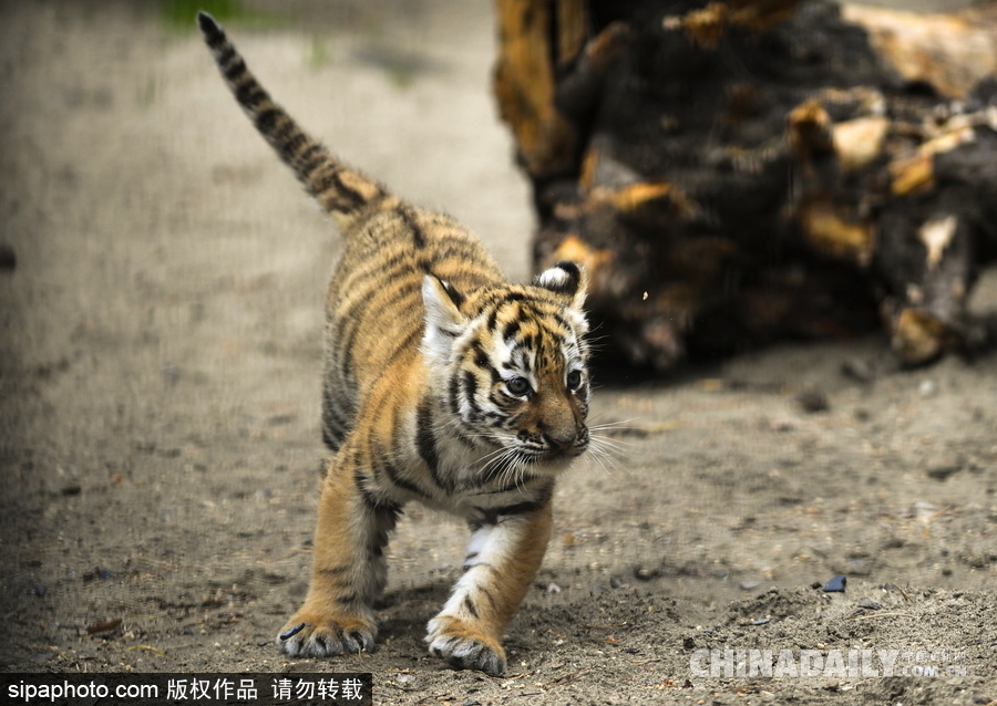 俄羅斯動物園里的西伯利亞虎幼崽 小家伙虎頭虎腦超呆萌