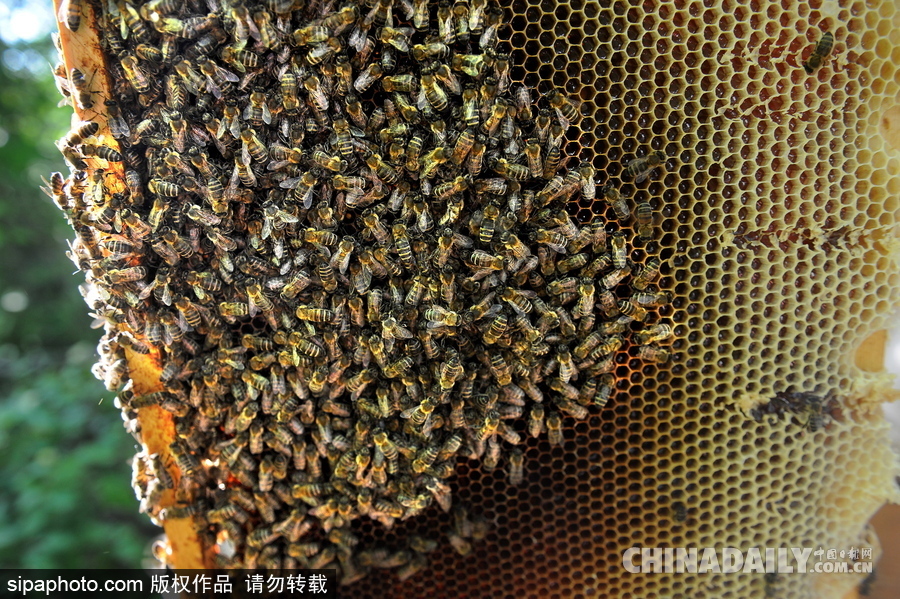 深山里的原生態(tài)蜂蜜 探訪白俄羅斯養(yǎng)蜂農(nóng)場