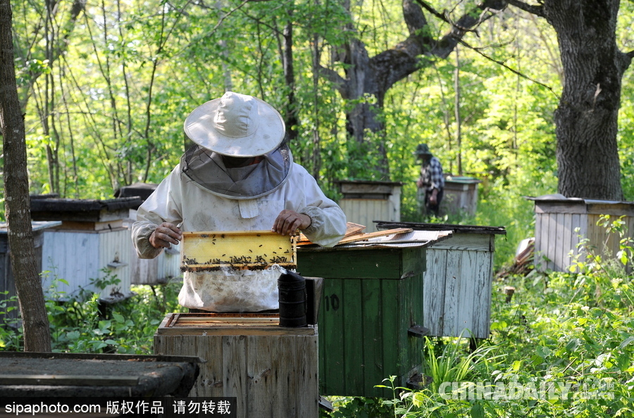 深山里的原生態(tài)蜂蜜 探訪白俄羅斯養(yǎng)蜂農(nóng)場