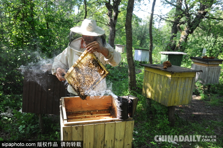 深山里的原生態(tài)蜂蜜 探訪白俄羅斯養(yǎng)蜂農(nóng)場(chǎng)