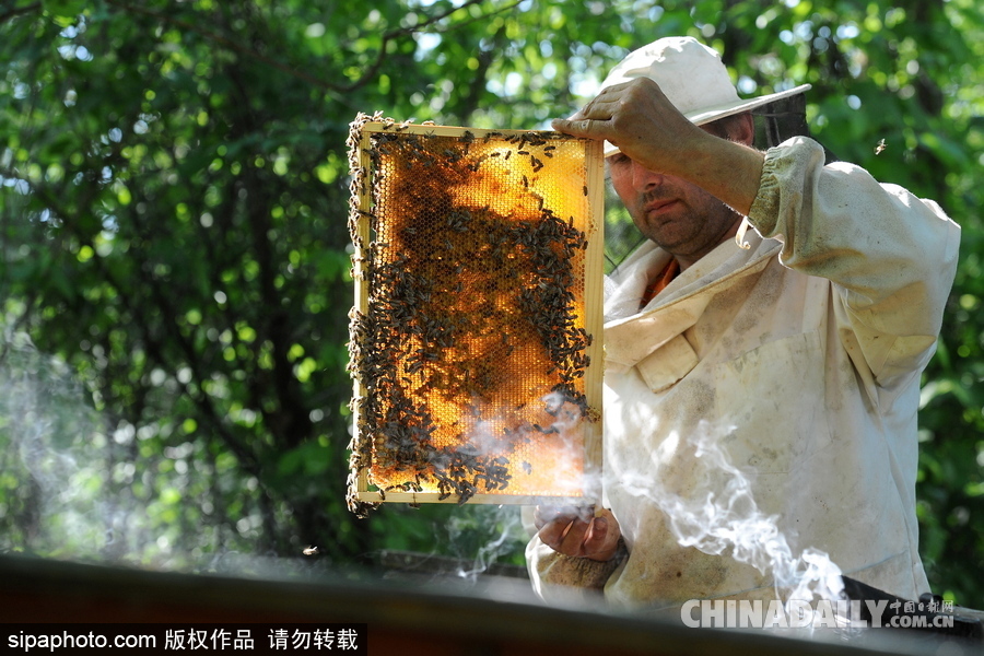 深山里的原生態(tài)蜂蜜 探訪白俄羅斯養(yǎng)蜂農(nóng)場(chǎng)