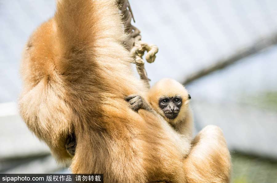 天生擺“黑臉” 里昂動物園長臂猿幼崽憨傻可愛