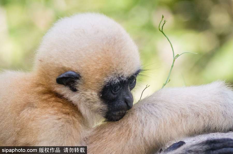 天生擺“黑臉” 里昂動(dòng)物園長臂猿幼崽憨傻可愛