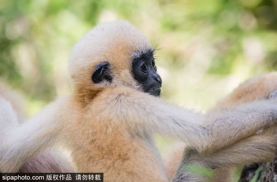 天生擺“黑臉” 里昂動(dòng)物園長(zhǎng)臂猿幼崽憨傻可愛(ài)