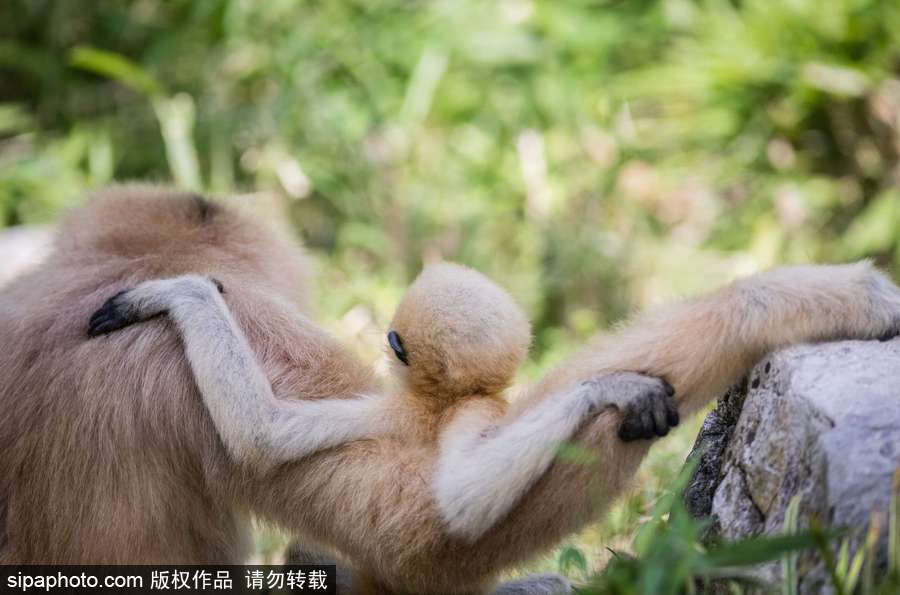 天生擺“黑臉” 里昂動(dòng)物園長(zhǎng)臂猿幼崽憨傻可愛(ài)