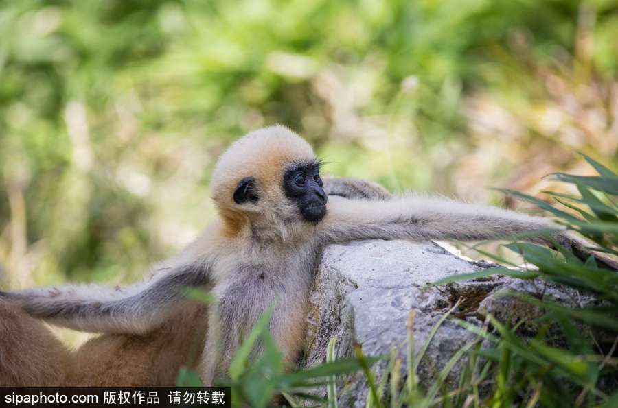 天生擺“黑臉” 里昂動物園長臂猿幼崽憨傻可愛