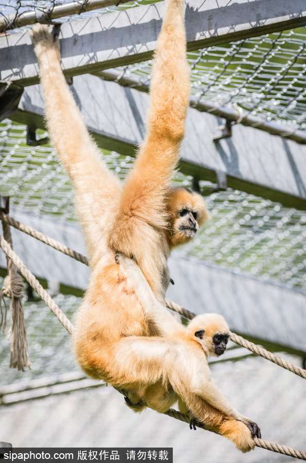 天生擺“黑臉” 里昂動(dòng)物園長(zhǎng)臂猿幼崽憨傻可愛