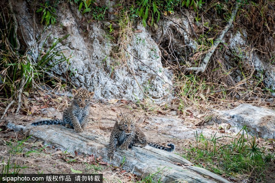 肯尼亞：小豹子與媽媽外出散步呆萌可愛