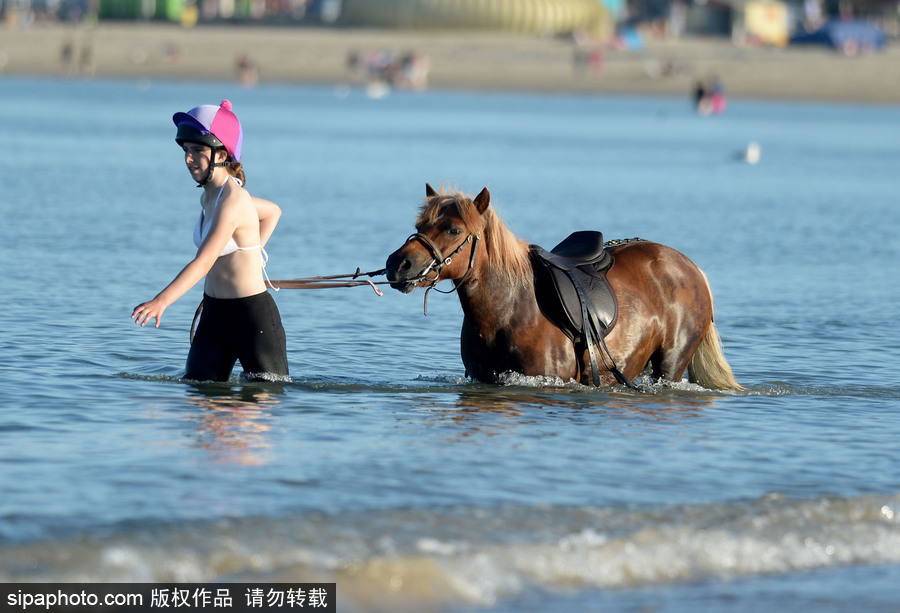 高溫來襲動(dòng)物也怕三伏天 騎手牽馬兒海中行走愜意十足