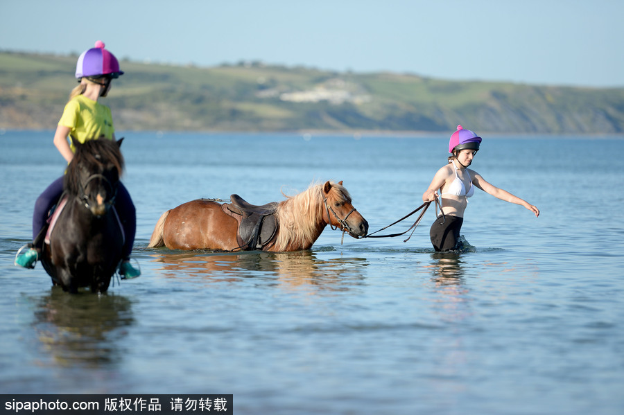 高溫來(lái)襲動(dòng)物也怕三伏天 騎手牽馬兒海中行走愜意十足