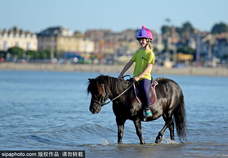 高溫來(lái)襲動(dòng)物也怕三伏天 騎手牽馬兒海中行走愜意十足