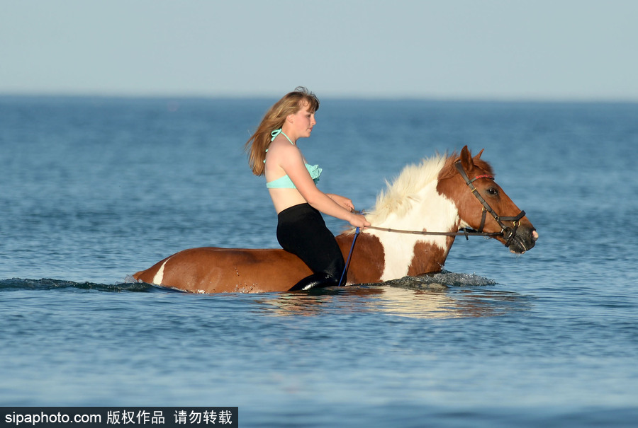 高溫來襲動(dòng)物也怕三伏天 騎手牽馬兒海中行走愜意十足