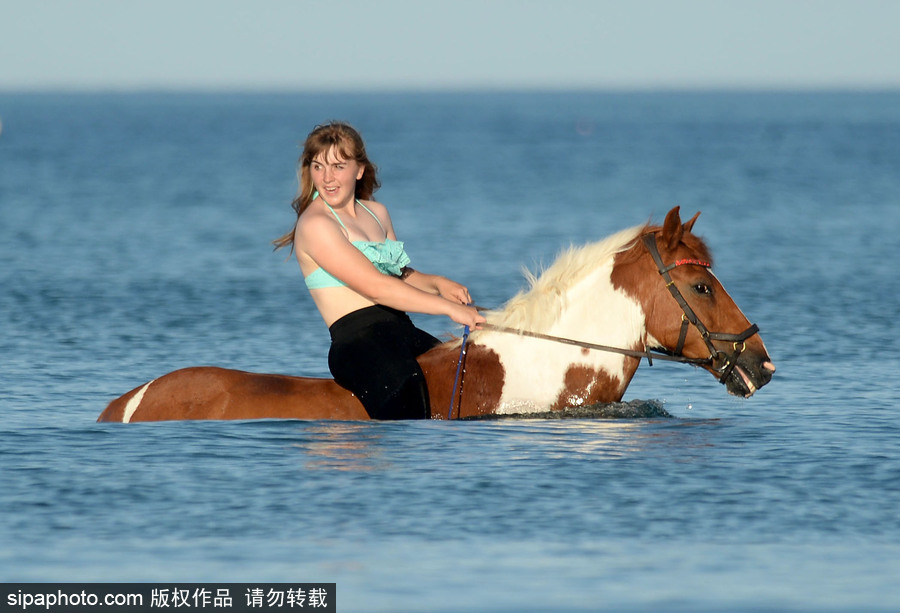 高溫來襲動物也怕三伏天 騎手牽馬兒海中行走愜意十足