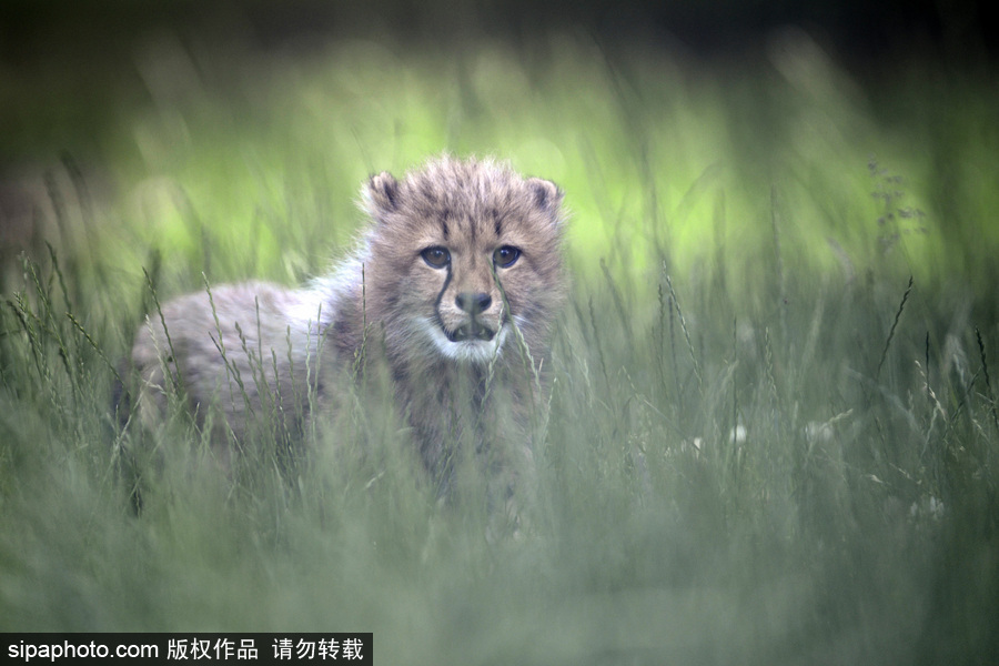 捷克動物園內(nèi)小獵豹首次隨媽媽外出 軟萌可愛