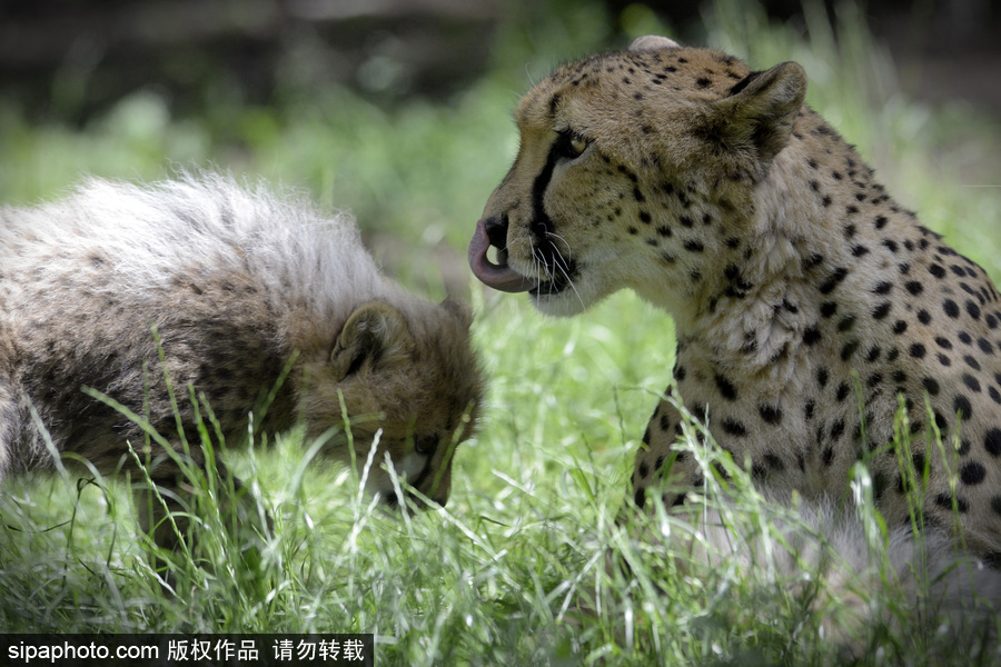 捷克動物園內(nèi)小獵豹首次隨媽媽外出 軟萌可愛