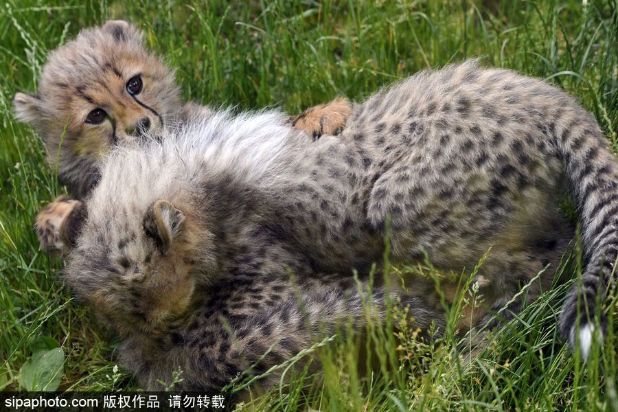 捷克動物園內(nèi)小獵豹首次隨媽媽外出 軟萌可愛