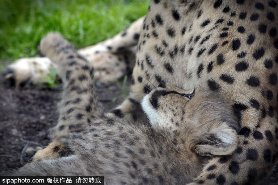 捷克動物園內(nèi)小獵豹首次隨媽媽外出 軟萌可愛