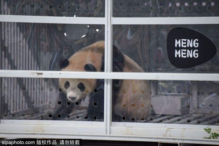 中國大熊貓“夢夢”“嬌慶”抵達(dá)德國柏林 時(shí)隔五年德民眾再迎大熊貓