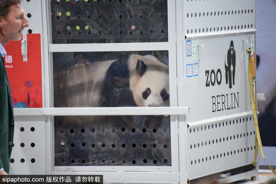 中國大熊貓“夢夢”“嬌慶”抵達(dá)德國柏林 時隔五年德民眾再迎大熊貓