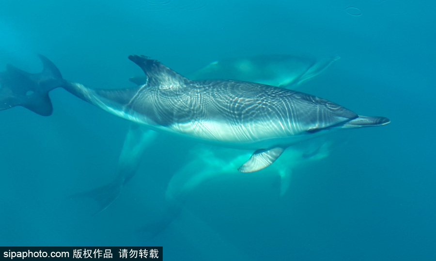 藍(lán)到“發(fā)光” 海豚外表竟擁有“藝術(shù)線條”神奇絕美