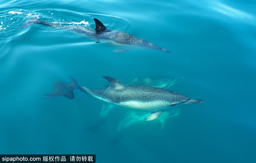 藍(lán)到“發(fā)光” 海豚外表竟擁有“藝術(shù)線條”神奇絕美