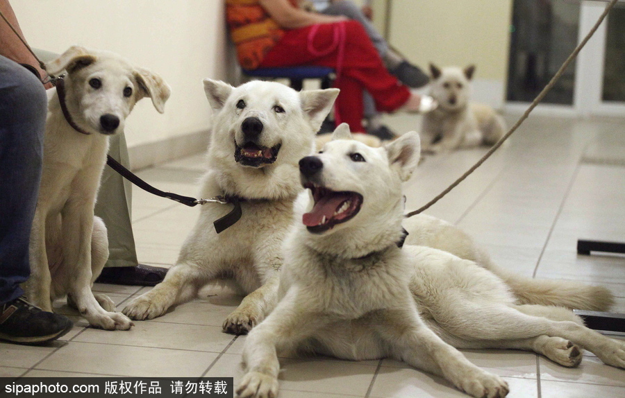 看看活潑可愛的克隆雅庫特萊卡犬 俄羅斯與韓國攜手培育打造