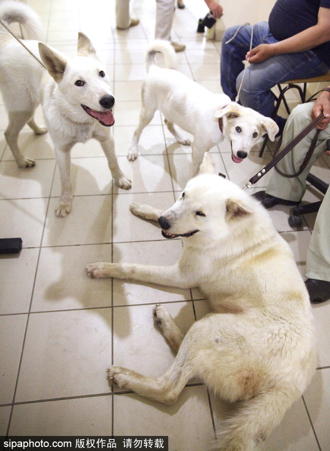 看看活潑可愛的克隆雅庫特萊卡犬 俄羅斯與韓國攜手培育打造