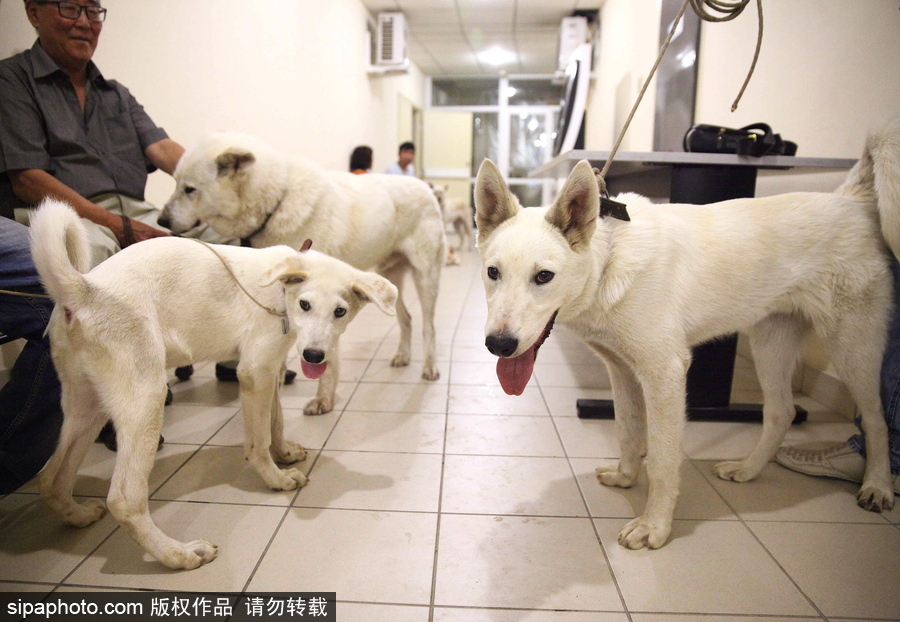 看看活潑可愛的克隆雅庫特萊卡犬 俄羅斯與韓國攜手培育打造