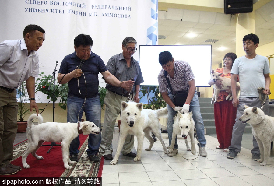 看看活潑可愛(ài)的克隆雅庫(kù)特萊卡犬 俄羅斯與韓國(guó)攜手培育打造