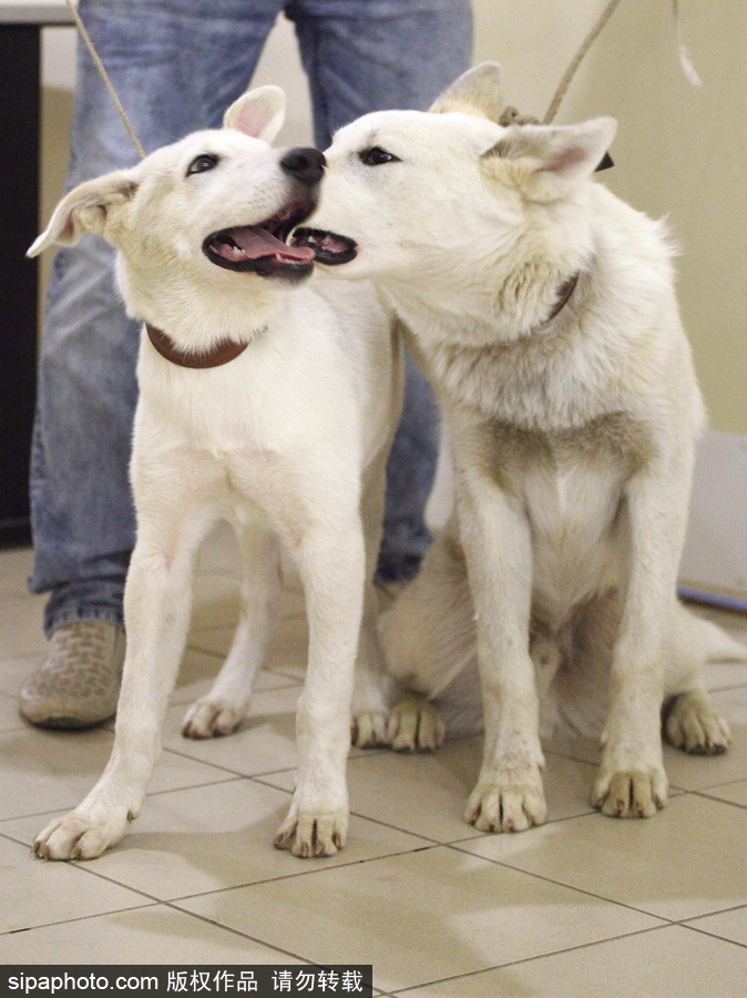 看看活潑可愛的克隆雅庫特萊卡犬 俄羅斯與韓國攜手培育打造