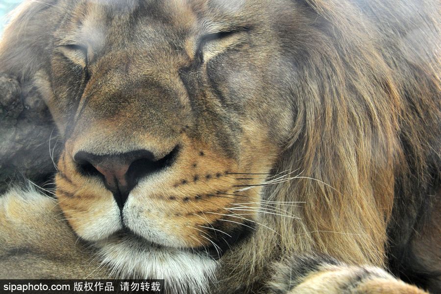 大家伙的軟萌時(shí)刻 捷克動(dòng)物園里的獅子