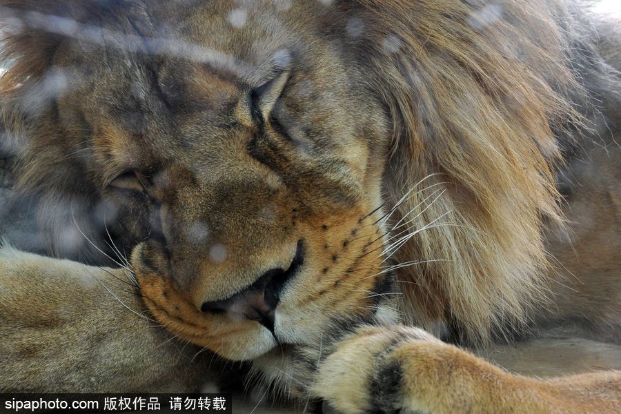 大家伙的軟萌時(shí)刻 捷克動(dòng)物園里的獅子