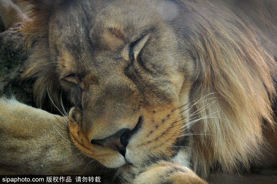 大家伙的軟萌時(shí)刻 捷克動(dòng)物園里的獅子