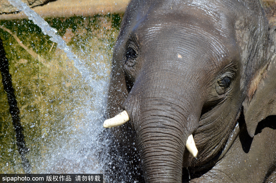 動物也瘋狂！炎炎夏日動物解暑降溫也賣萌