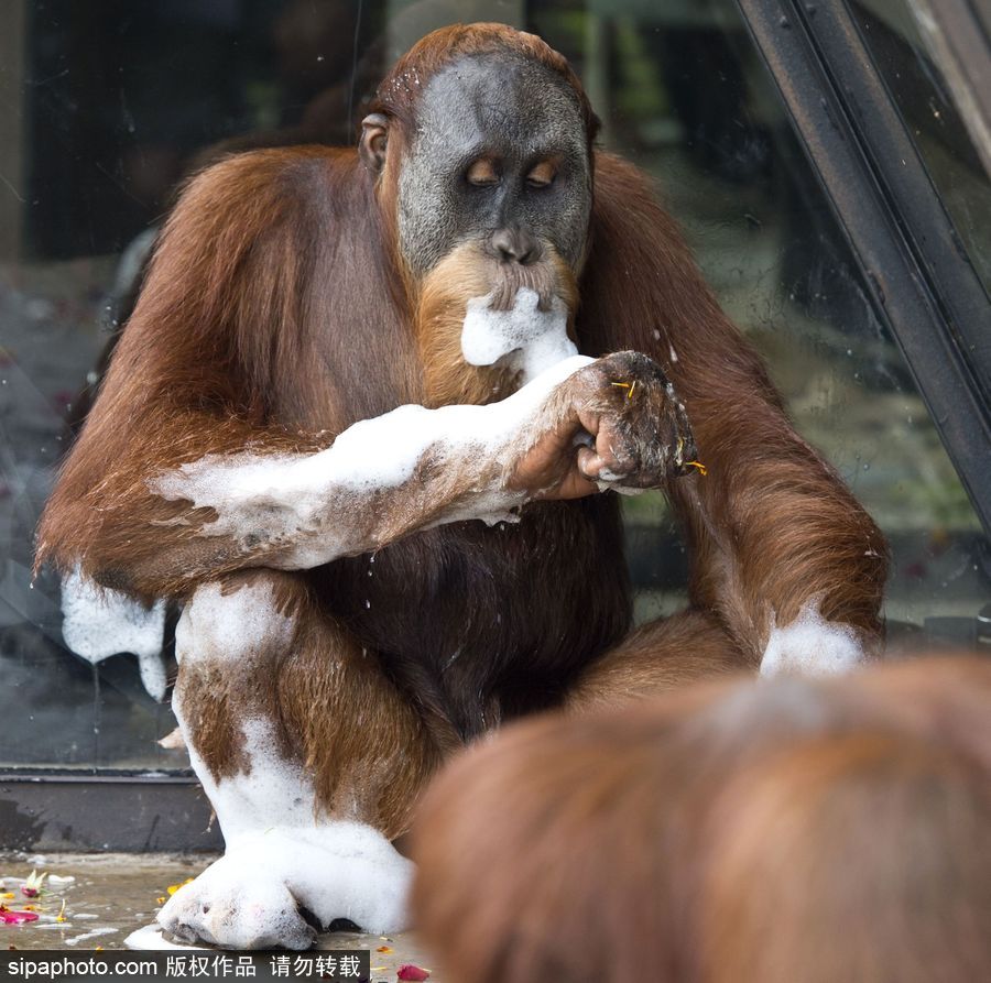 動物也瘋狂！炎炎夏日動物解暑降溫也賣萌