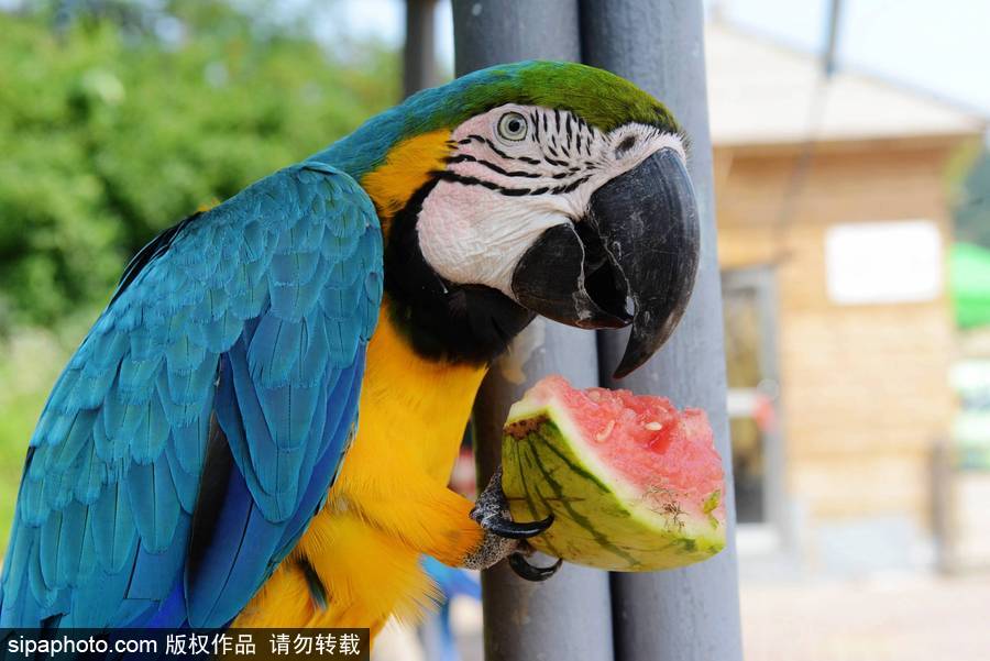 動物也瘋狂！炎炎夏日動物解暑降溫也賣萌