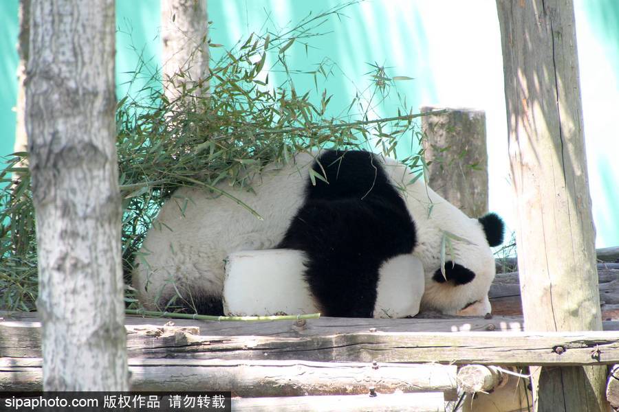 動物也瘋狂！炎炎夏日動物解暑降溫也賣萌