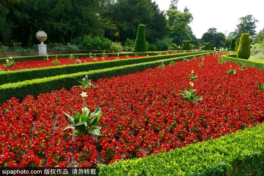 永不凋謝的鮮花 英國克萊夫登莊園內現(xiàn)蠟質秋海棠