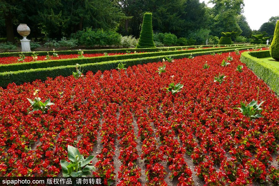 永不凋謝的鮮花 英國克萊夫登莊園內(nèi)現(xiàn)蠟質(zhì)秋海棠