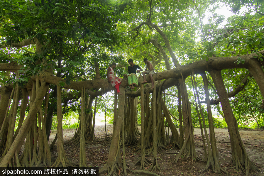 孟加拉500歲“樹怪”根部似森林 現(xiàn)獨木成林景觀