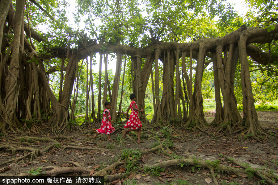 孟加拉500歲“樹怪”根部似森林 現(xiàn)獨(dú)木成林景觀