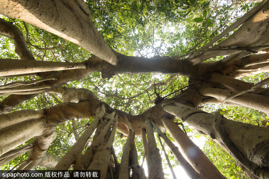 孟加拉500歲“樹怪”根部似森林 現(xiàn)獨(dú)木成林景觀