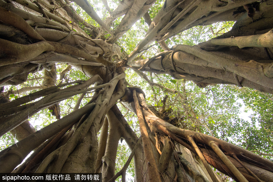 孟加拉500歲“樹(shù)怪”根部似森林 現(xiàn)獨(dú)木成林景觀